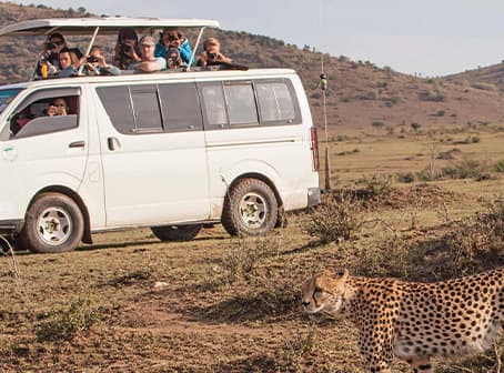 Safari Experience